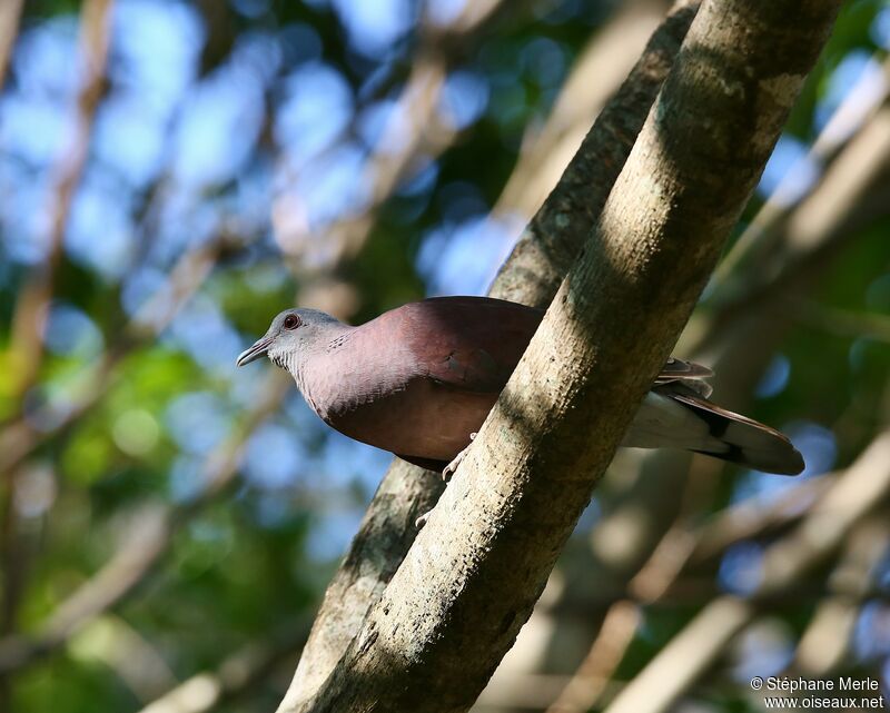 Pigeon de Madagascaradulte