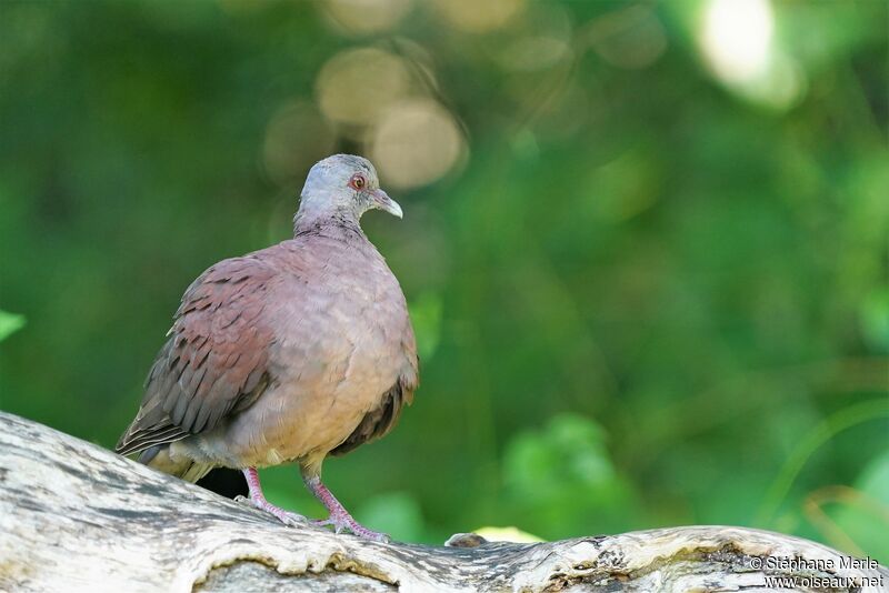 Malagasy Turtle Dove