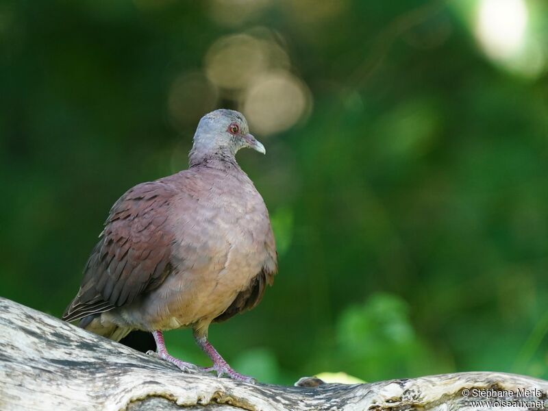 Malagasy Turtle Dove