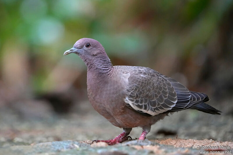 Pigeon picazuro