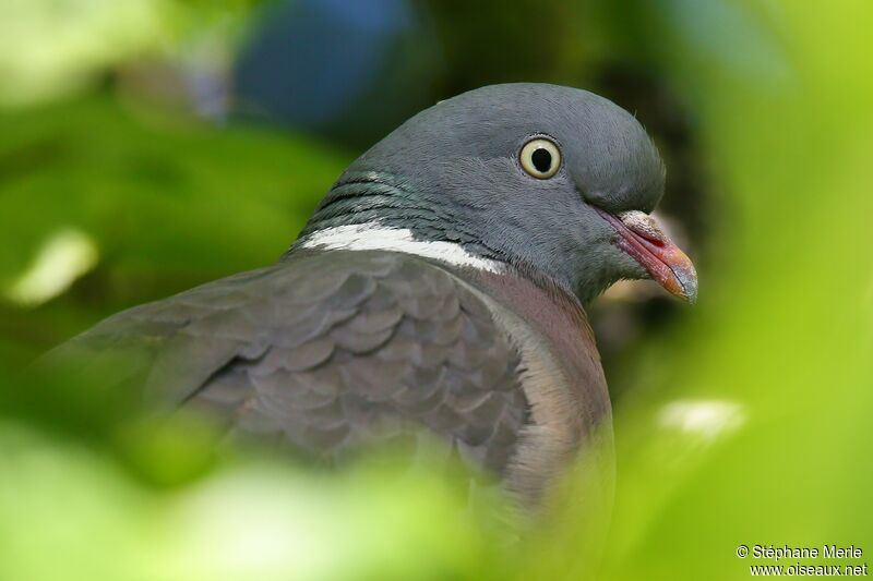 Pigeon ramieradulte