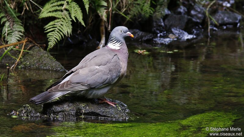 Common Wood Pigeon