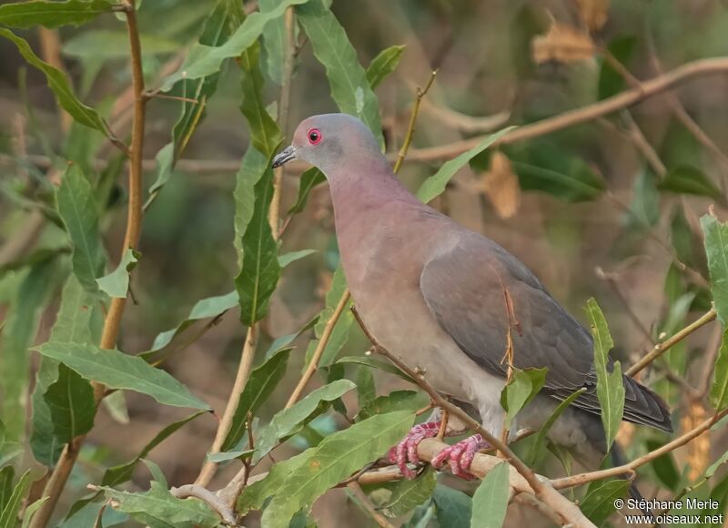 Pigeon rousset