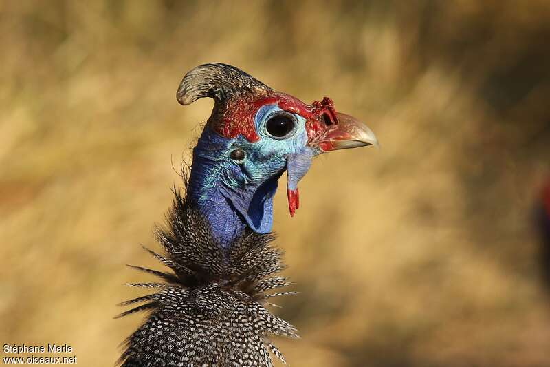 Helmeted Guineafowladult, close-up portrait