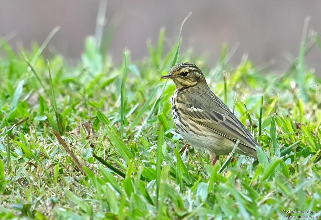 Pipit à dos oliveadulte