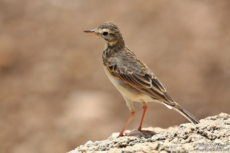 African Pipitadult