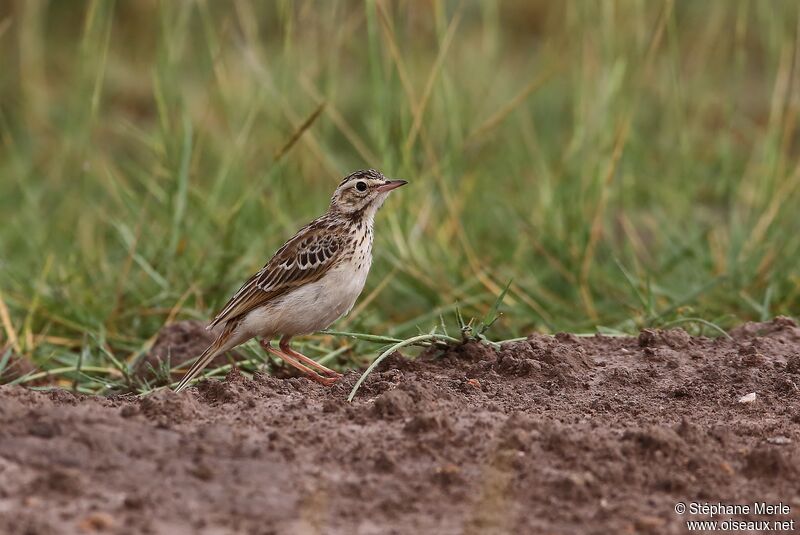 Pipit africain