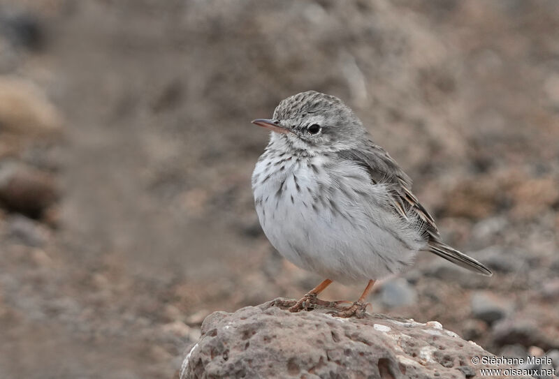 Pipit de Berthelotadulte