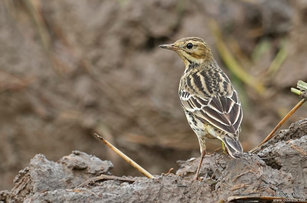Pipit de Richard