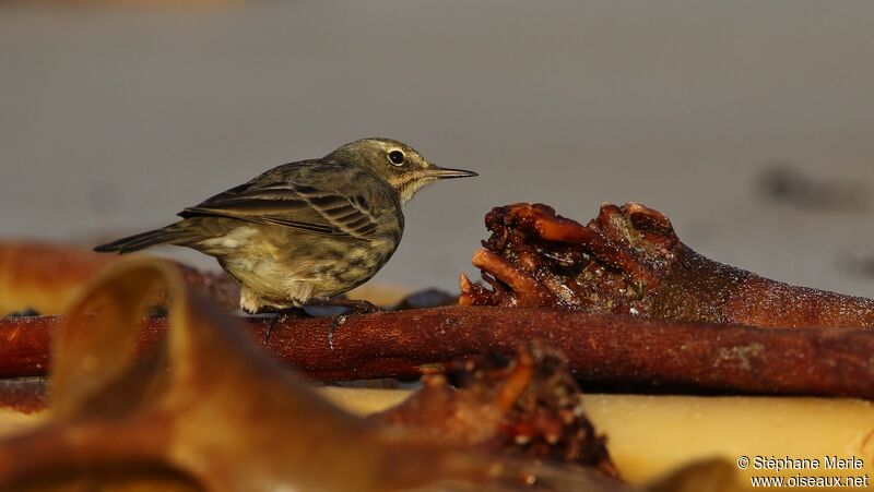 European Rock Pipit