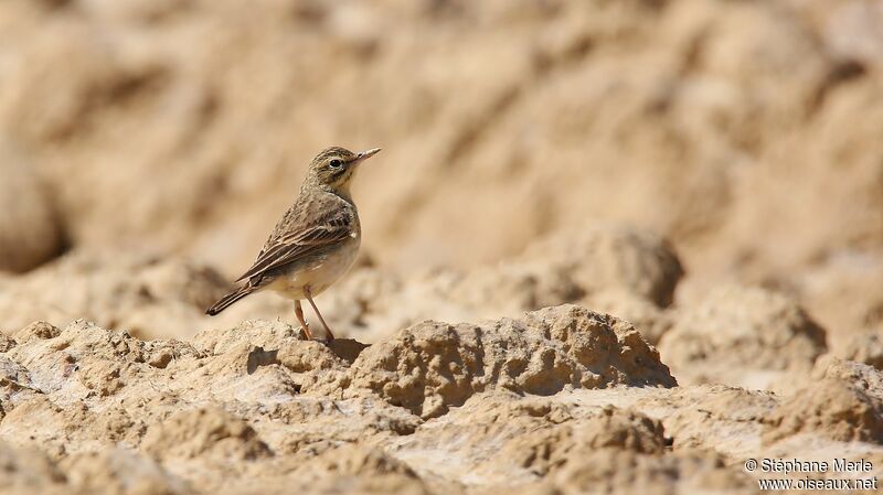 Pipit rousseline