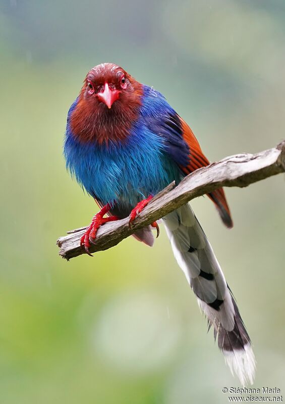 Sri Lanka Blue Magpieadult