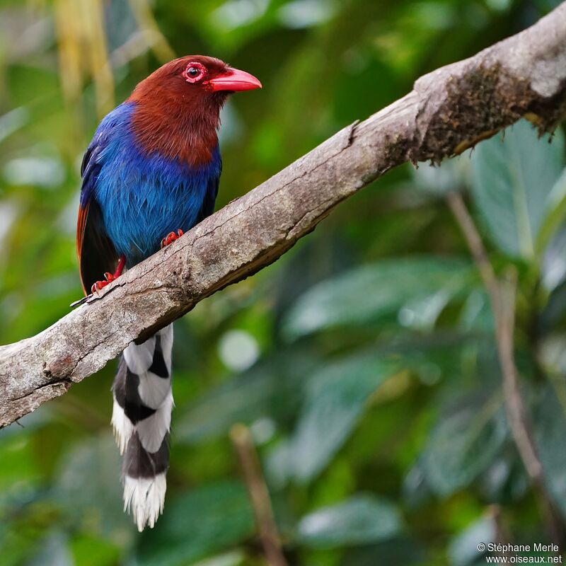 Sri Lanka Blue Magpieadult