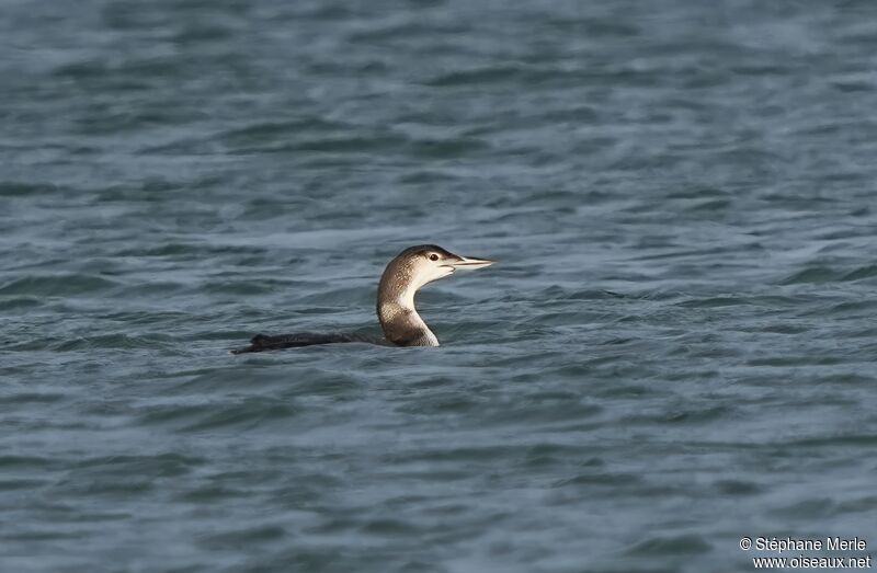 Common Loon