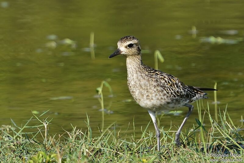 Pacific Golden Plover