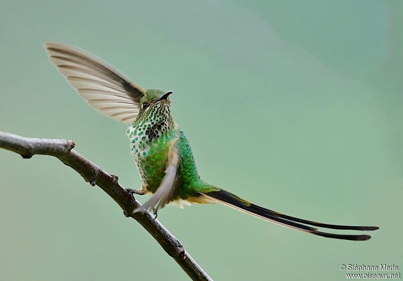 Black-tailed Trainbearer