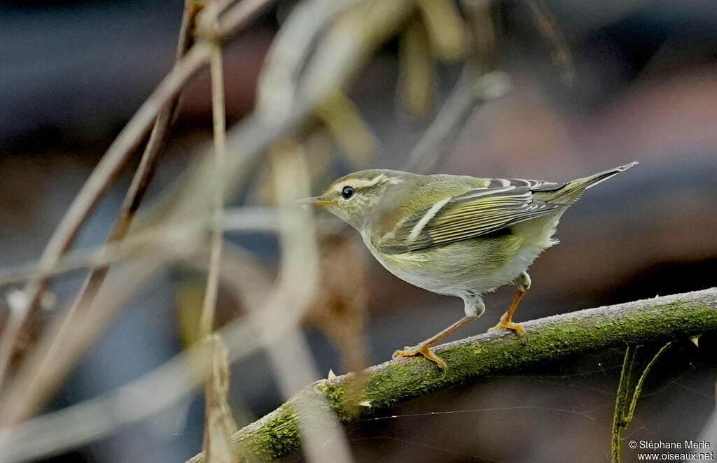 Yellow-browed Warbleradult