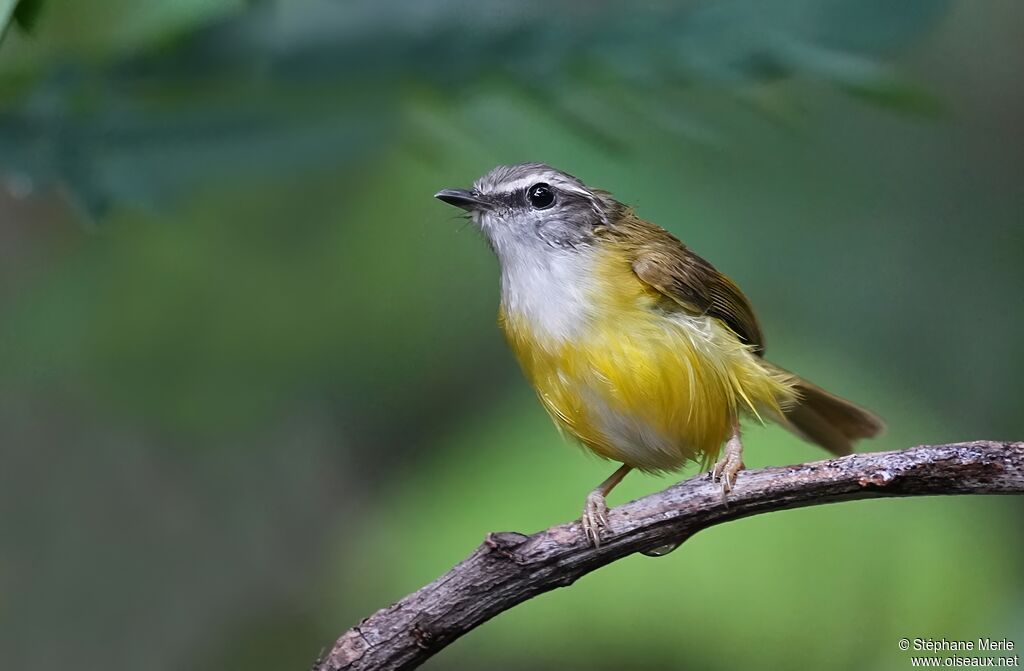 Pouillot à sourcils blancsadulte