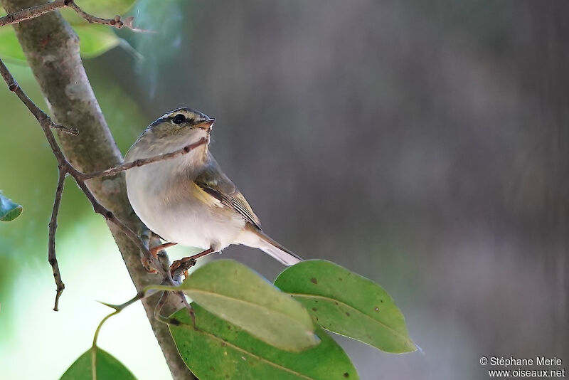 Arctic Warbler