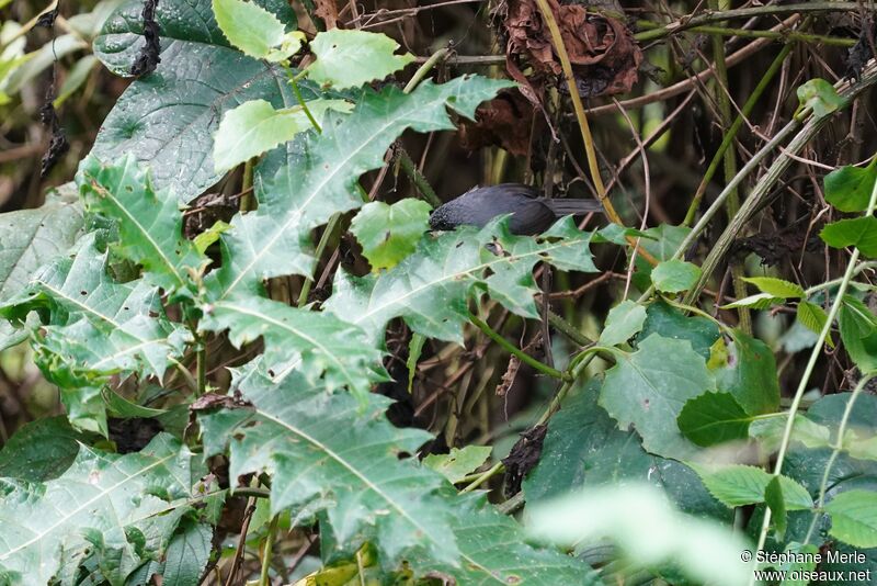 White-chinned Prinia