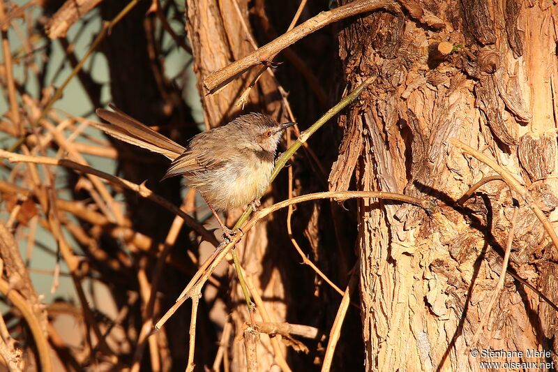 Prinia à plastron