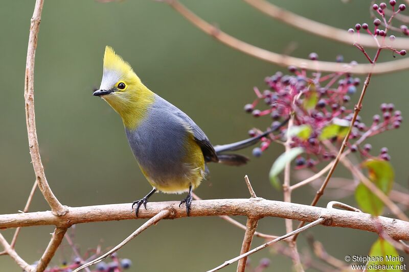 Long-tailed Silky-flycatcheradult