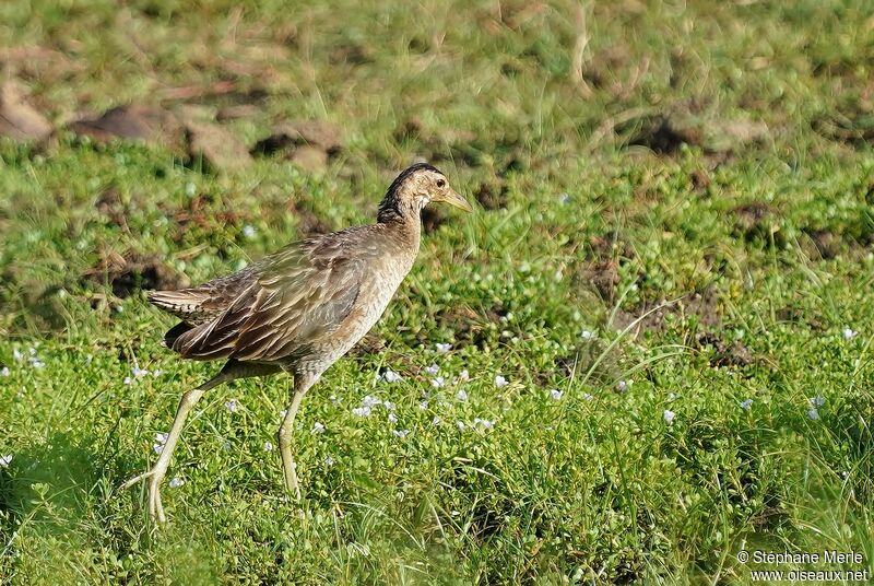 Watercock female