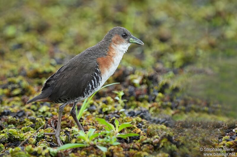 Rufous-sided Crakeadult