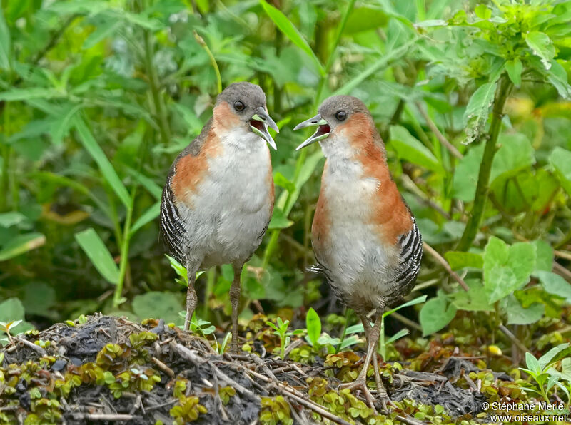 Rufous-sided Crakeadult