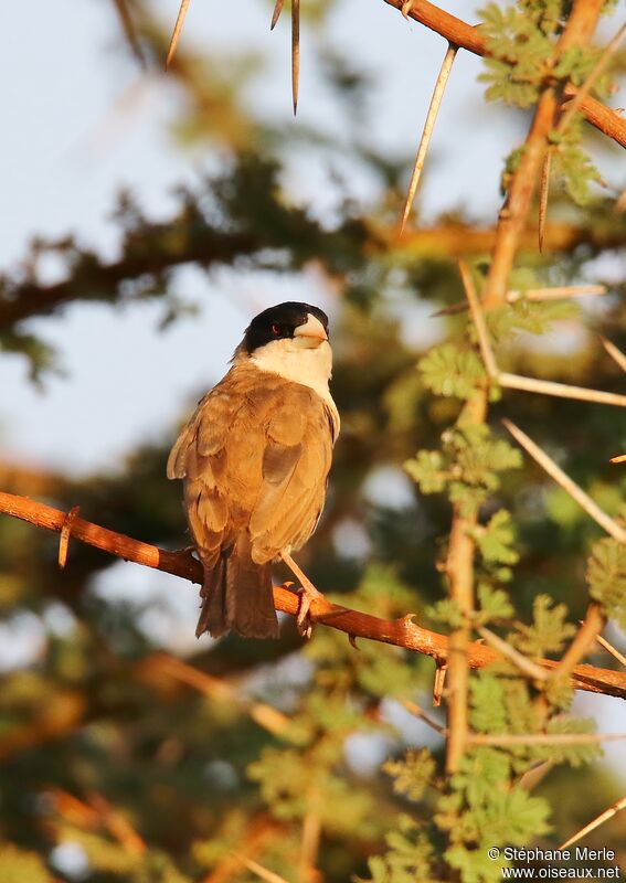 Black-capped Social Weaveradult