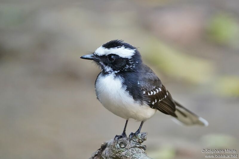 White-browed Fantailadult