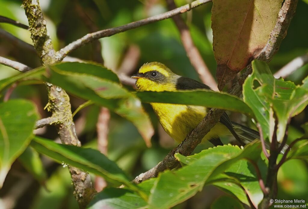 Rhipidure à ventre jauneadulte