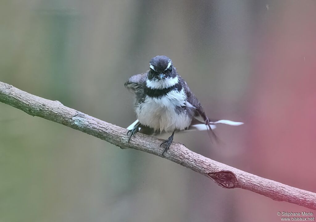 Philippine Pied Fantail
