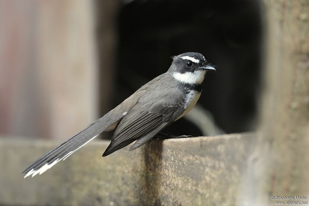 Philippine Pied Fantail