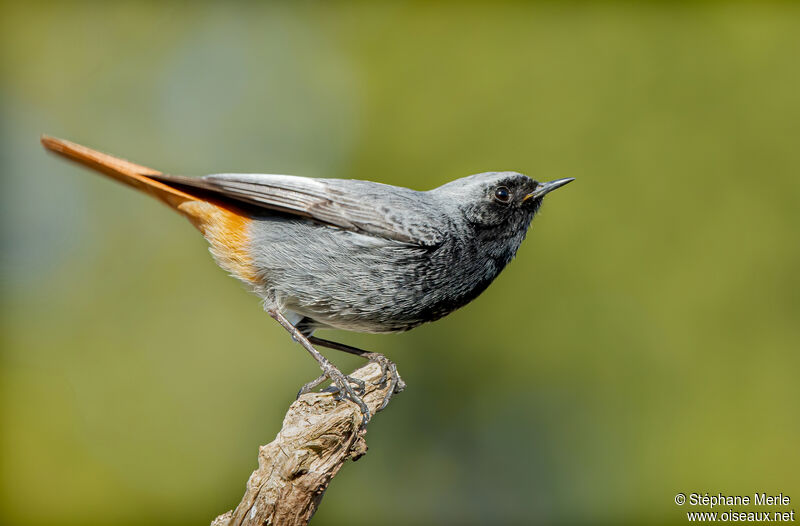 Black Redstart male adult