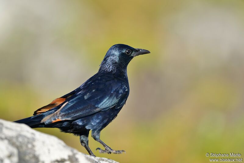 Red-winged Starling male adult