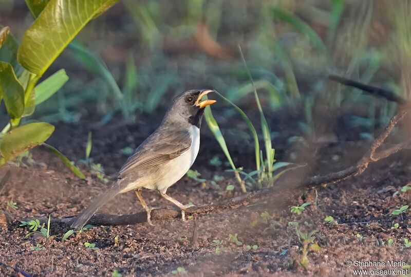 Black-throated Saltatoradult