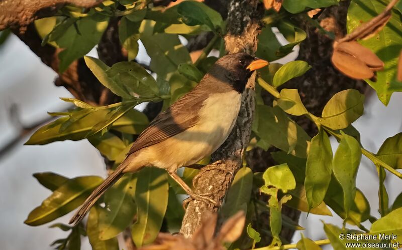 Black-throated Saltatoradult