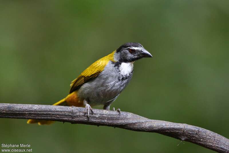 Black-headed Saltator male adult