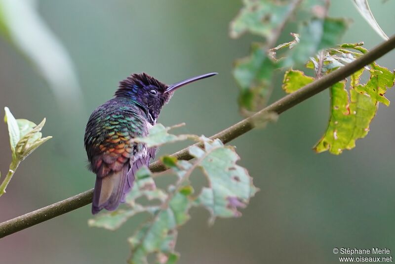 Golden-tailed Sapphire male