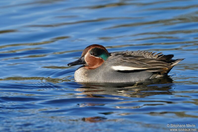 Eurasian Teal