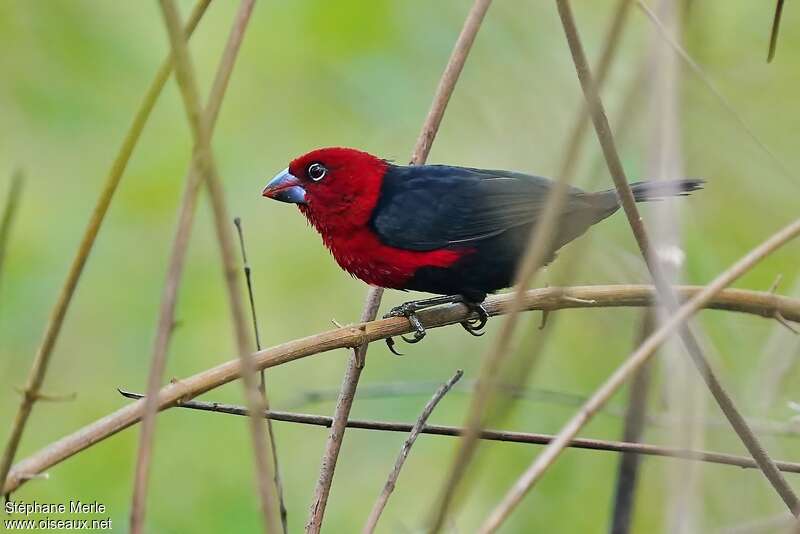 Red-headed Bluebill male adult, identification