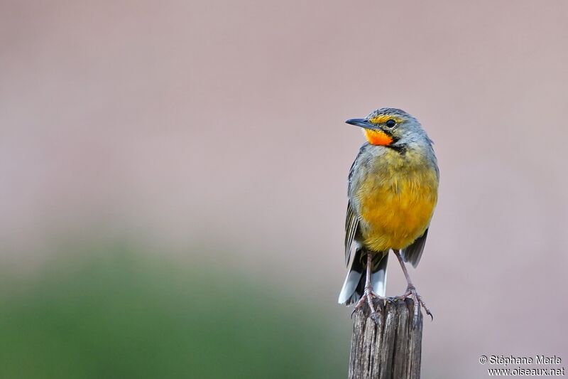 Cape Longclaw male adult