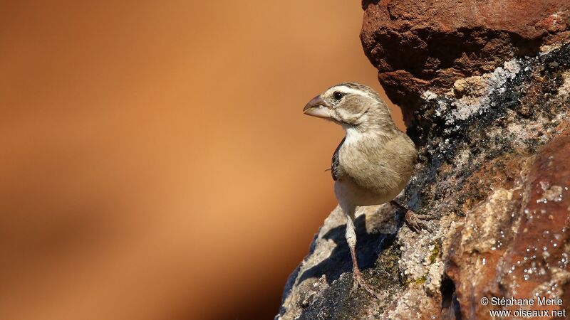 Serin à gorge blanche