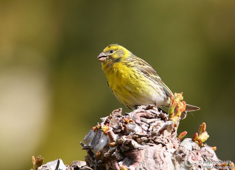 European Serin male