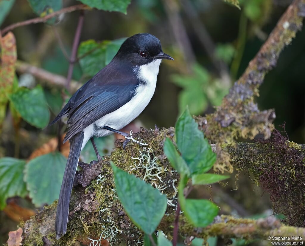 Sibia à tête noireadulte