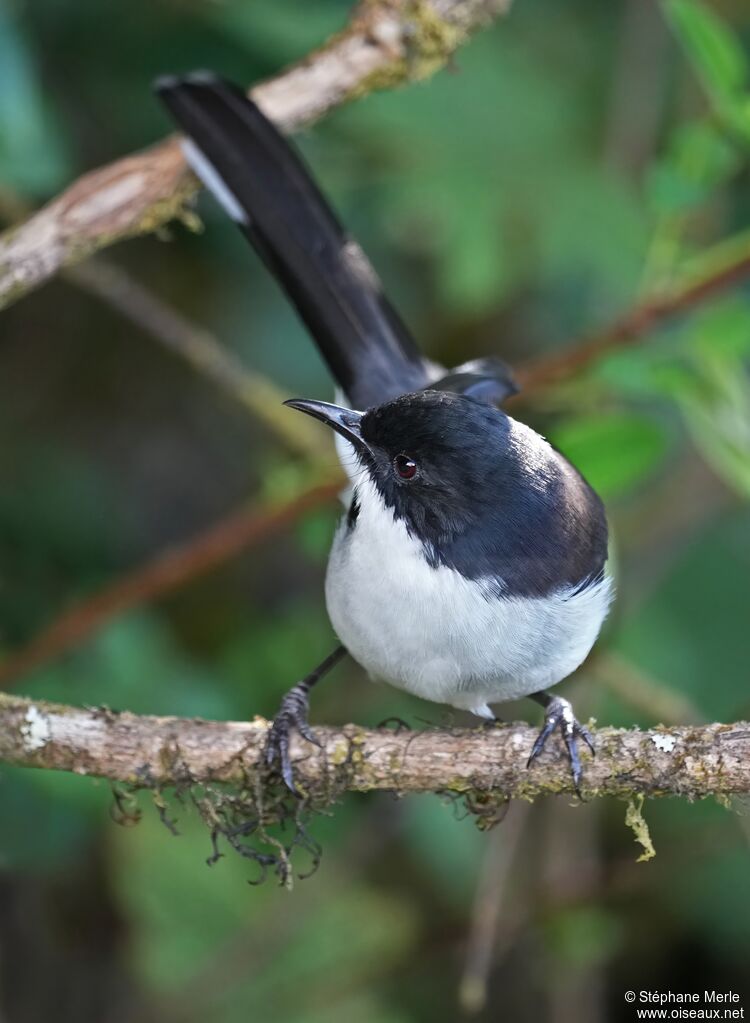 Sibia à tête noire