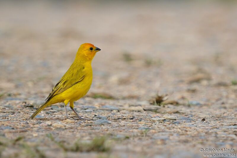 Saffron Finch