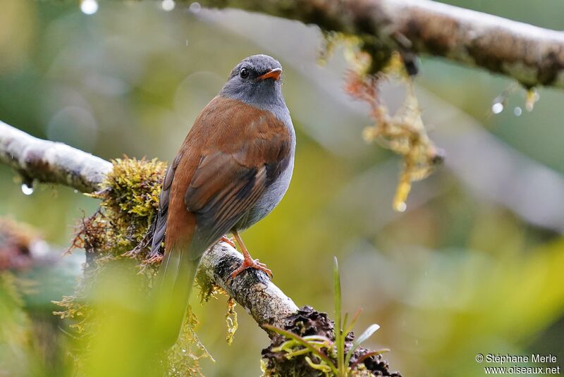 Andean Solitaireadult