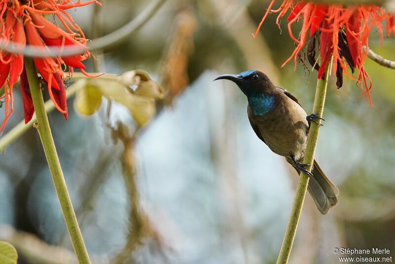 Blue-throated Brown Sunbird male adult